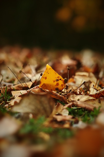 花球迷的心 花球迷的心